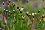 Tuvsäv (Trichophorum cespitosum ssp. cespitosum)
