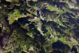Aspfjädermossa (Neckera pennata)