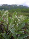 Lappvide (Salix lapponum)