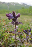 Svarth (Bartsia alpina)