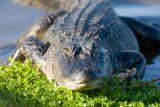 Alligator (Alligator mississippiensis)