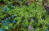 Tallvitmossa (Sphagnum capillifolium)