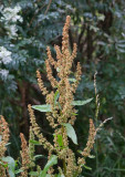 Mellantomtskräppa (Rumex obtusifolius ssp. transiens)