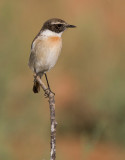 Canary Island Stonechat (Saxicola dacotiae)