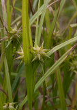 Spikklubbestarr (Carex grayi)