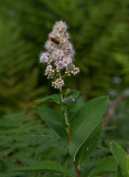 Blekspirea (Spiraea × rubella)