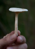 Bjrkvaxskivling (Hygrophorus hedrychii)