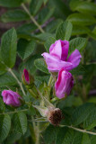 Kamtjatkaros (Rosa×kamtchatica)