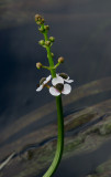 Pilblad (Sagittaria sagittifolia)
