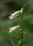 Liten fingerborgsblomma (Digitalis lutea)