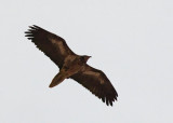 Egyptian Vulture  (Neophron percnopterus)