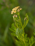 Munkrenfana (Tanacetum vulgare ssp. crispum)