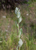 Balsamblad (Tanacetum balsamita)