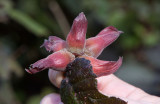 Filberthassel (Corylus maxima)