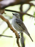 Plumbeous Vireo (Vireo plumbeus)