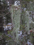 Ringlav (Evernia divaricata)