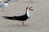 Black Skimmer (Rynchops niger)