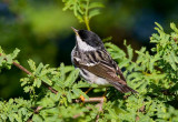 Blackpoll Warbler (Dendroica striata)