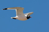 Franklin´s Gull (Leucophaeus pipixcan)