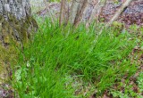 Lundslok (Melica uniflora)