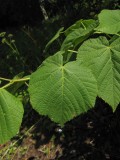 Bohuslind (Tilia platyphyllos ssp. cordifolia)
