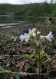 Polarbräsma (Cardamine pratensis ssp. polemonioides)
