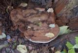 Platticka (Ganoderma applanatum)