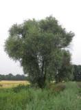Silverpil (Salix alba f. Sericea)