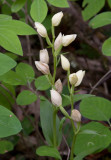 Stor skogslilja (Cephalanthera damasonium)