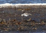 Western Sandpiper (Calidris mauri)