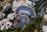 Sidenticka (Trametes versicolor)