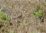 Upland Sandpiper (Bartramia longicauda)