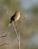 Botteri´s Sparrow (Aimophila botterii)