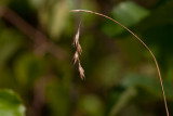 Slaktoppsstarr (Carex praticola)