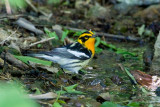 Blackburnian Warbler (Dendroica fusca)