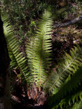Uddbräken (Polystichum aculeatum)