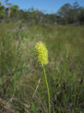 Kärrlilja (Tofieldia calyculata)