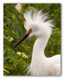 Snowy Egret/Aigrette neigeuse, Gatorland, Fl