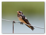 Barn Swallow/Hirondelle rustique, juvnile