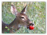 Cerf, Parc du Mont-Bruno