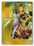 Eastern Bluebird/Merlbleu de lEst