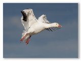 Snow Goose/Oie des neige  2/3