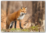 Fox/Renard roux