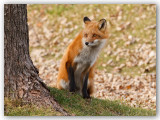 Red Fox/Renard roux 3/3