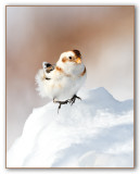 Snow Bunting/Plectrophane des neiges