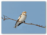 Snow Bunting/Plectrophane des neiges