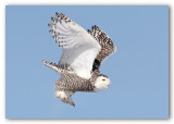 Snowy Owl/Harfang des neiges 2/2