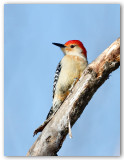 Red Bellied Woodpecker/Pic  ventre roux 1/2