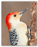 Red Bellied Woodpecker/Pic  ventre roux 2/2