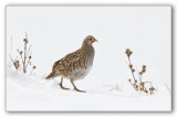 Gray Partridge/Perdrix grise